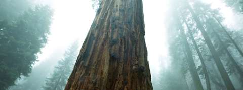 Sequoia Coffee